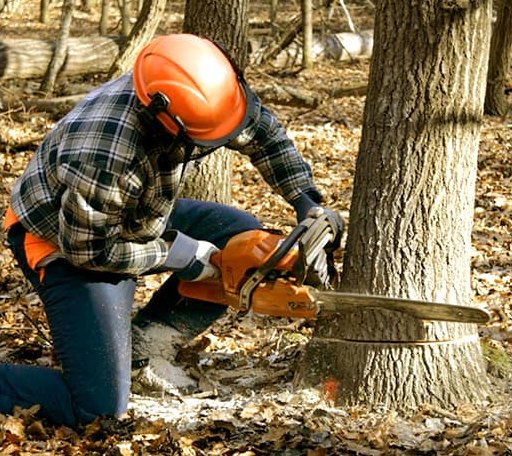 Tree Removal in Hitchcock, TX
